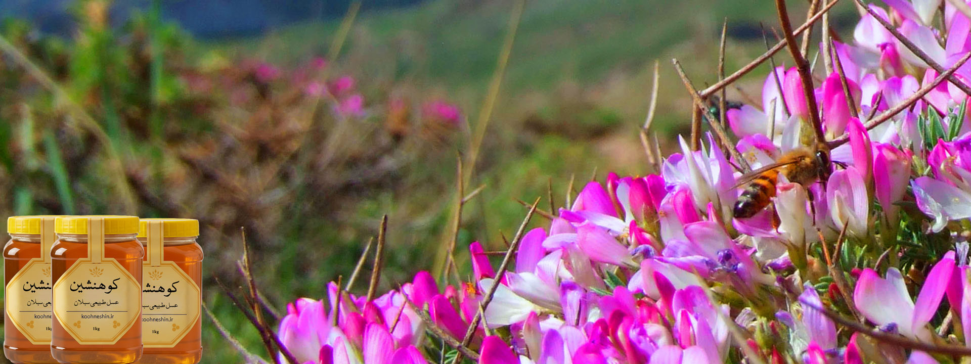 عسل گون سبلان